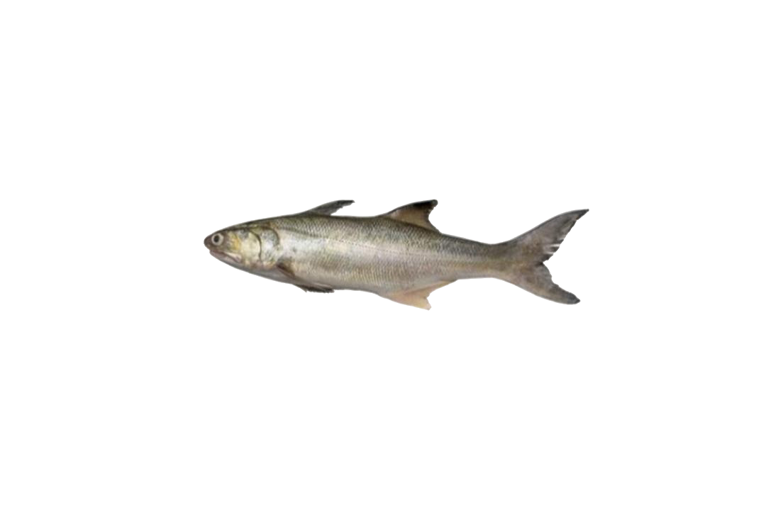 INDIAN SALMON SLICES