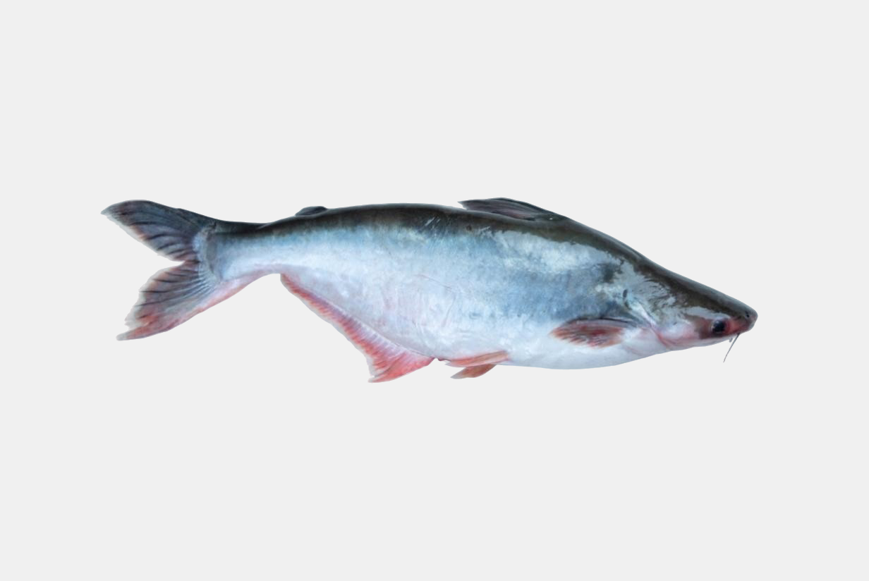 BASA (APOLLO) BONELESS FILLET