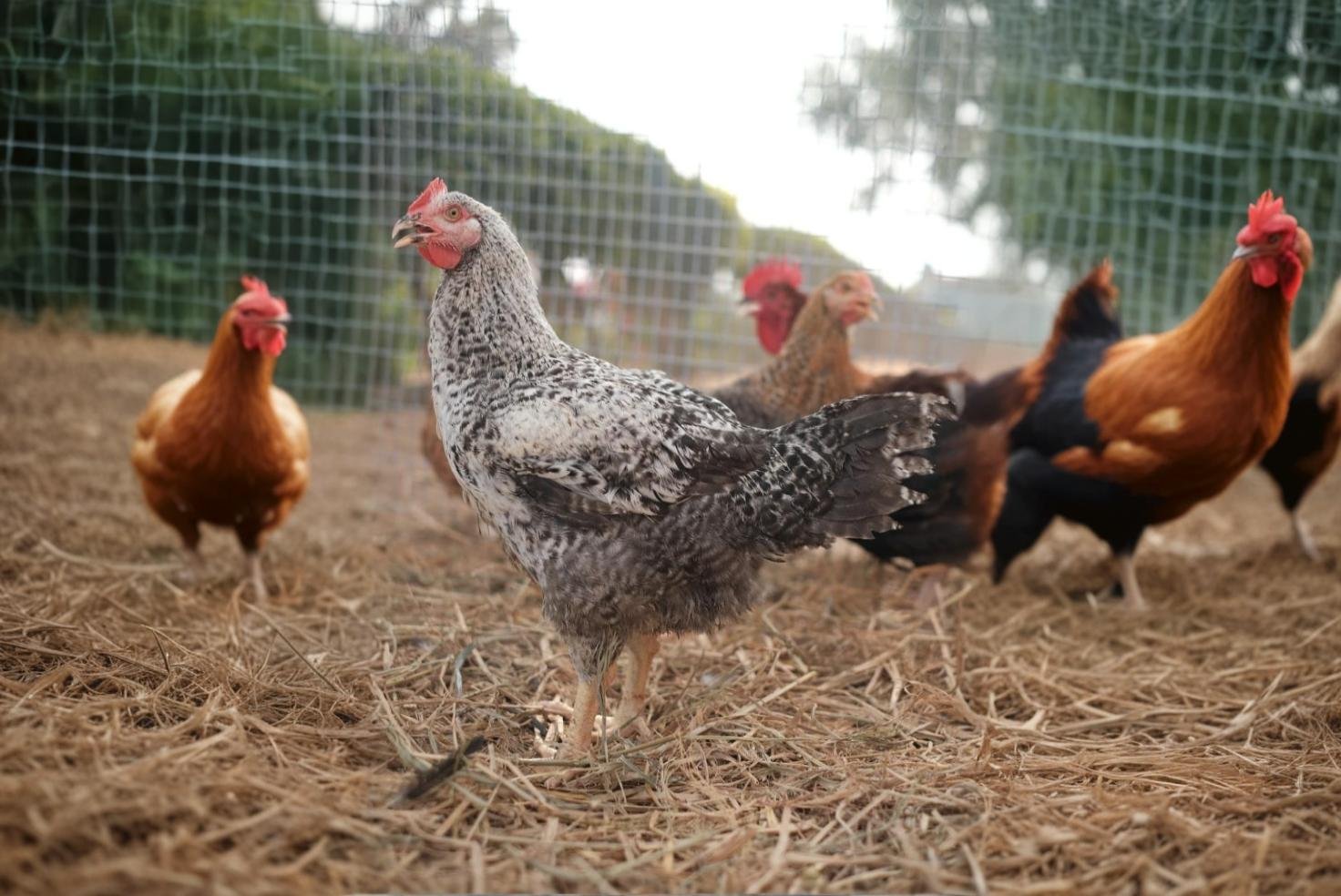 WITH SKIN ( BETTER THAN BROILER )