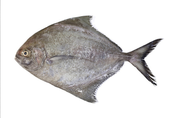 BLACK POMFRET LARGE