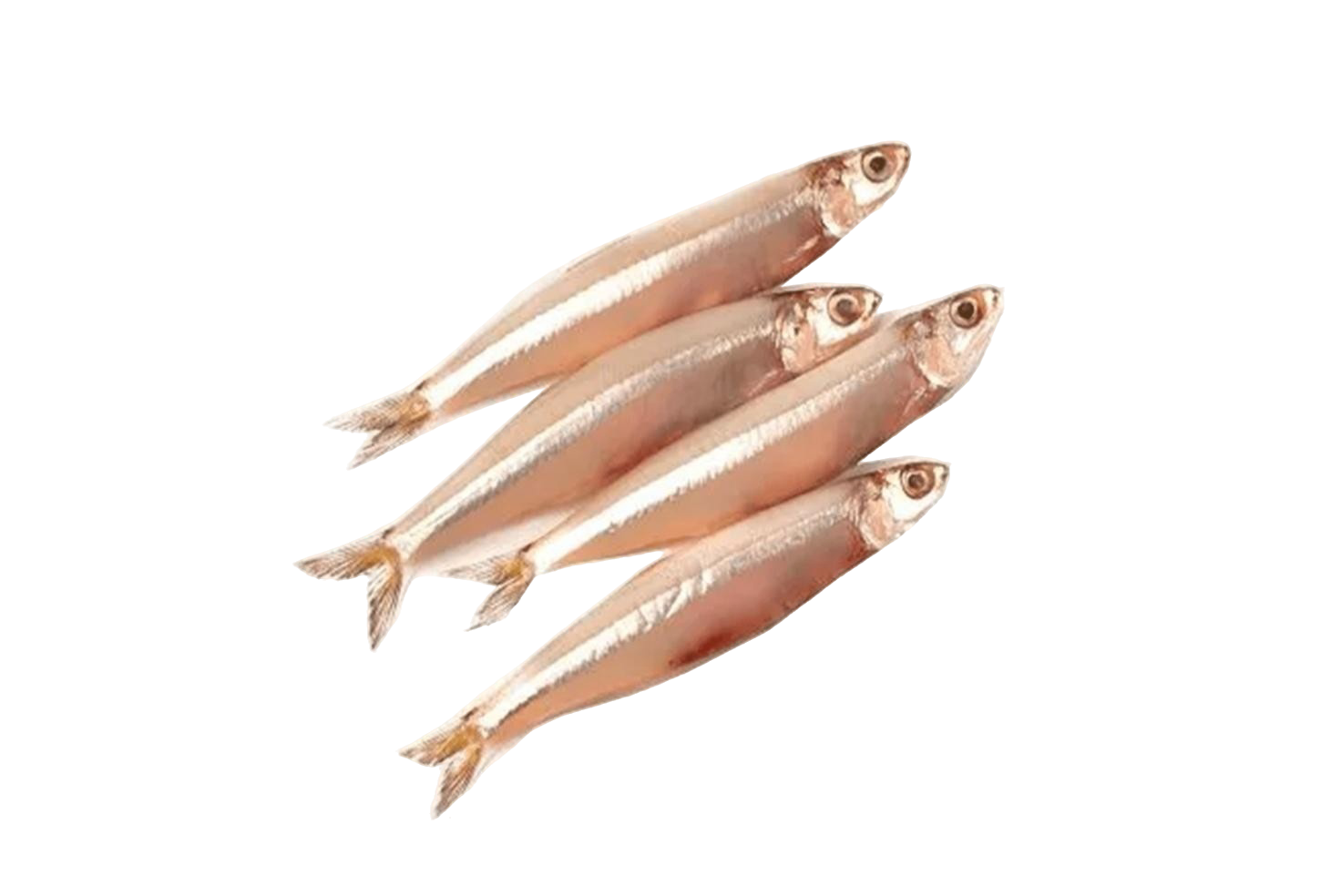 ANCHOVY