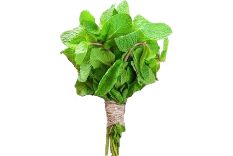 PUDINA