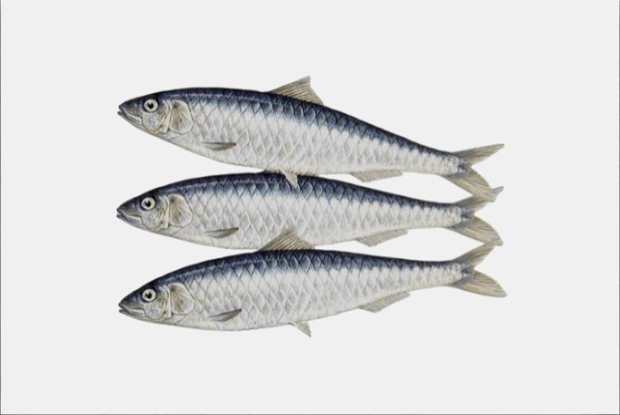 SARDINE