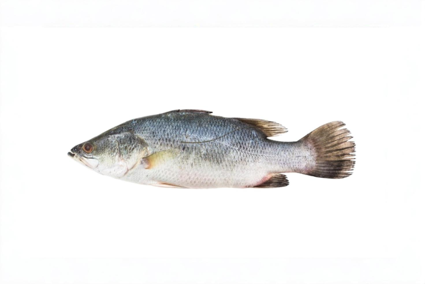 SEA BAS (PANDUGAPPA)